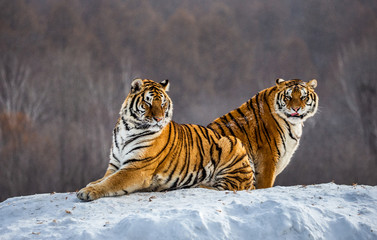 Naklejka premium Dwa tygrysy syberyjskie (Amur) na zaśnieżonym wzgórzu. Chiny. Harbin. Prowincja Mudanjiang. Park Hengdaohezi. Park Tygrysów Syberyjskich. (Panthera tgris altaica)