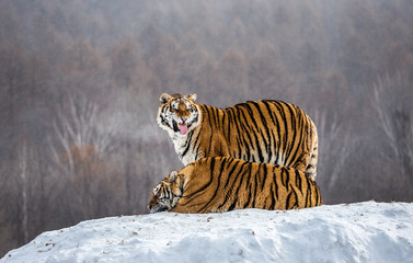 Fototapeta premium Dwa tygrysy syberyjskie (Amur) na zaśnieżonym wzgórzu. Chiny. Harbin. Prowincja Mudanjiang. Park Hengdaohezi. Park Tygrysów Syberyjskich. (Panthera tgris altaica)