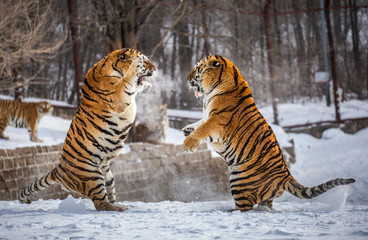 Obraz premium Dwa tygrysy syberyjskie (Amur) walczą ze sobą na śnieżnej polanie. Chiny. Harbin. Prowincja Mudanjiang. Park Hengdaohezi. Park Tygrysów Syberyjskich. Zimowy. Twardy mróz. (Panthera tgris altaica)