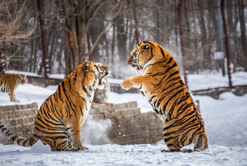 Two Siberian (Amur) tigers are fighting each other in a snowy glade. China. Harbin. Mudanjiang...