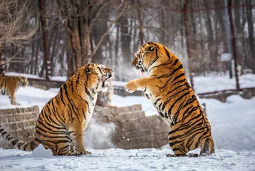 Photo sur Plexiglas Tigre Two Siberian (Amur) tigers are fighting each other in a snowy glade. China. Harbin. Mudanjiang province. Hengdaohezi park. Siberian Tiger Park. Winter. Hard frost. (Panthera tgris altaica)