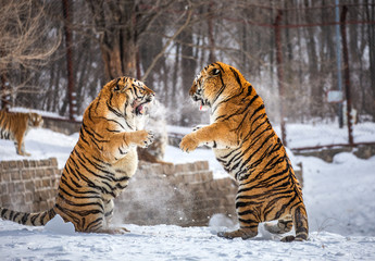 Two Siberian (Amur) tigers are fighting each other in a snowy glade. China. Harbin. Mudanjiang province. Hengdaohezi park. Siberian Tiger Park. Winter. Hard frost. (Panthera tgris altaica)