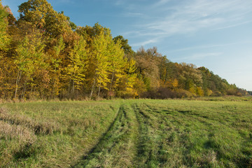Road through a green meadow to an autumn forest