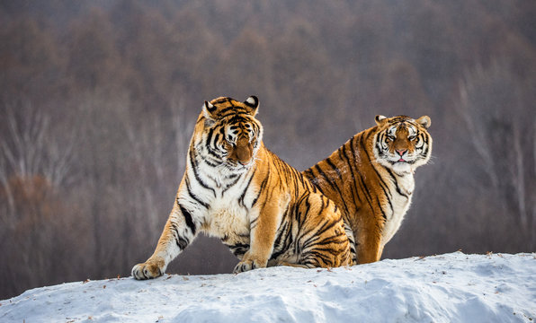 Two Siberian(Amur)  tigers on a snow-covered hill. China. Harbin. Mudanjiang province. Hengdaohezi park. Siberian Tiger Park. (Panthera tgris altaica)