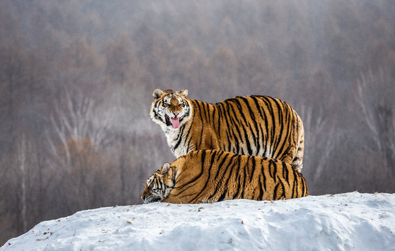 Two Siberian(Amur)  tigers on a snow-covered hill. China. Harbin. Mudanjiang province. Hengdaohezi park. Siberian Tiger Park. (Panthera tgris altaica)