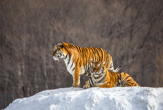 Two Siberian(Amur)  tigers on a snow-covered hill. China. Harbin. Mudanjiang province. Hengdaohezi park. Siberian Tiger Park. (Panthera tgris altaica)