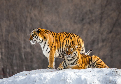 Two Siberian(Amur)  tigers on a snow-covered hill. China. Harbin. Mudanjiang province. Hengdaohezi park. Siberian Tiger Park. (Panthera tgris altaica)