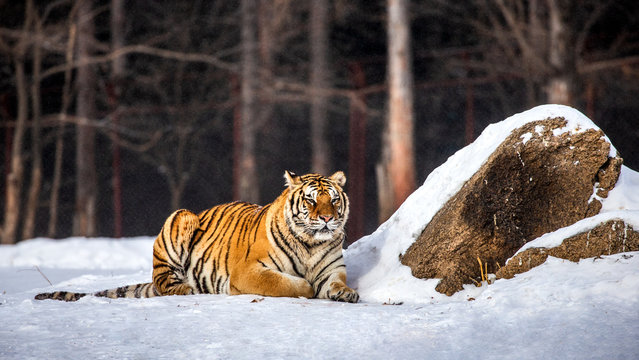 Siberian (Amur) tiger lies in a snowy glade. China. Harbin. Mudanjiang province. Hengdaohezi park. Siberian Tiger Park. Winter. Hard frost. (Panthera tgris altaica)