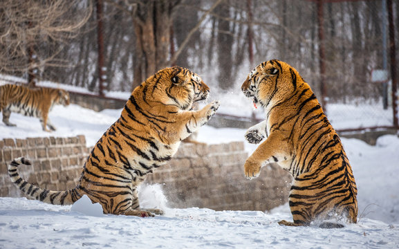 Fototapeta Two Siberian (Amur) tigers are fighting each other in a snowy glade. China. Harbin. Mudanjiang province. Hengdaohezi park. Siberian Tiger Park. Winter. Hard frost. (Panthera tgris altaica)