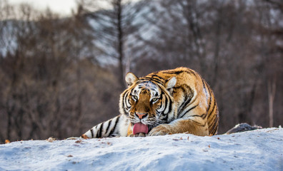 Siberian (Amur) tiger lying on a snow-covered hill. Portrait against the winter forest. China. Harbin. Mudanjiang province. Hengdaohezi park. Siberian Tiger Park. (Panthera tgris altaica)