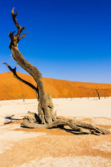 Trees and landscape of Dead Vlei desert, Namibia, South Africa