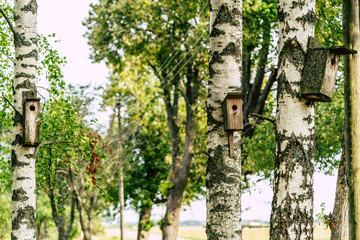 A Closeup of the Birdhouse on a Birch Tree on Early Sunny Spring Day