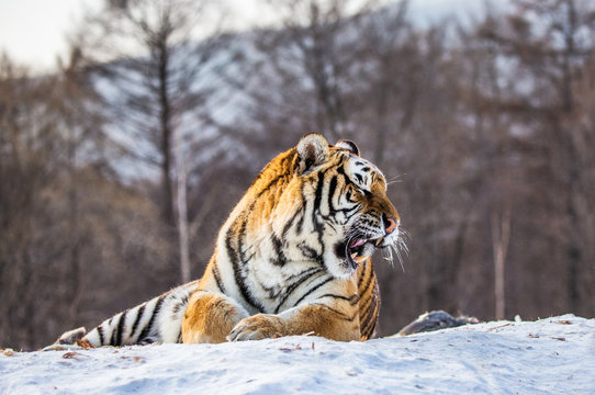 Siberian (Amur) tiger lying on a snow-covered hill. Portrait against the winter forest. China. Harbin. Mudanjiang province. Hengdaohezi park. Siberian Tiger Park. (Panthera tgris altaica)