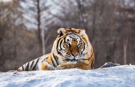 Siberian (Amur) tiger lying on a snow-covered hill. Portrait against the winter forest. China. Harbin. Mudanjiang province. Hengdaohezi park. Siberian Tiger Park. (Panthera tgris altaica)