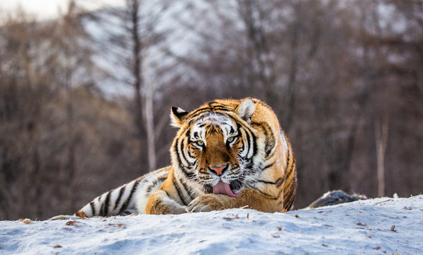 Siberian (Amur) tiger lying on a snow-covered hill. Portrait against the winter forest. China. Harbin. Mudanjiang province. Hengdaohezi park. Siberian Tiger Park. (Panthera tgris altaica)