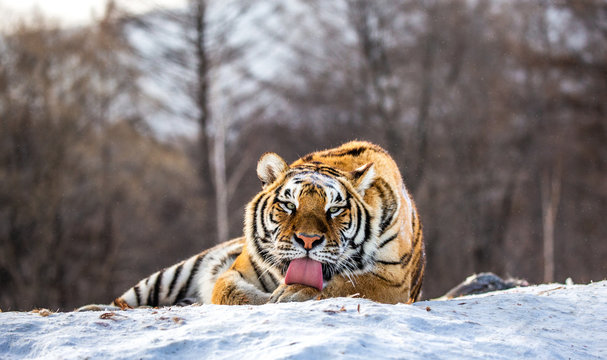 Siberian (Amur) tiger lying on a snow-covered hill. Portrait against the winter forest. China. Harbin. Mudanjiang province. Hengdaohezi park. Siberian Tiger Park. (Panthera tgris altaica)