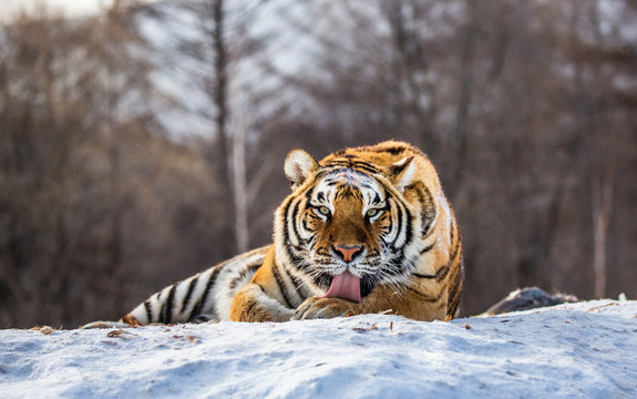 Siberian (Amur) tiger lying on a snow-covered hill. Portrait against the winter forest. China. Harbin. Mudanjiang province. Hengdaohezi park. Siberian Tiger Park. (Panthera tgris altaica)