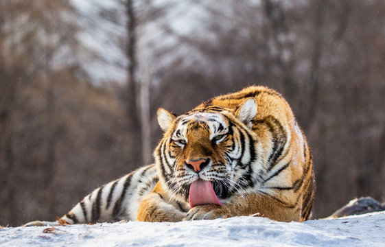 Siberian (Amur) tiger lying on a snow-covered hill. Portrait against the winter forest. China. Harbin. Mudanjiang province. Hengdaohezi park. Siberian Tiger Park. (Panthera tgris altaica)