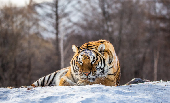 Siberian (Amur) tiger lying on a snow-covered hill. Portrait against the winter forest. China. Harbin. Mudanjiang province. Hengdaohezi park. Siberian Tiger Park. (Panthera tgris altaica)