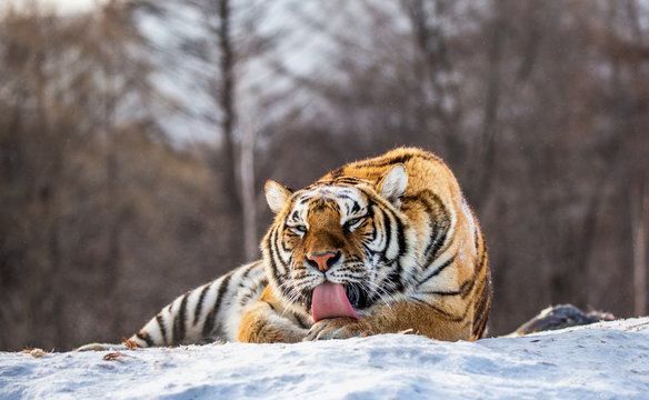 Siberian (Amur) tiger lying on a snow-covered hill. Portrait against the winter forest. China. Harbin. Mudanjiang province. Hengdaohezi park. Siberian Tiger Park. (Panthera tgris altaica)