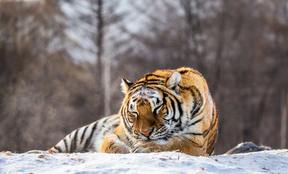 Siberian (Amur) tiger lying on a snow-covered hill. Portrait against the winter forest. China. Harbin. Mudanjiang province. Hengdaohezi park. Siberian Tiger Park. (Panthera tgris altaica)