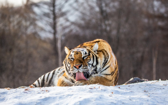 Siberian (Amur) tiger lying on a snow-covered hill. Portrait against the winter forest. China. Harbin. Mudanjiang province. Hengdaohezi park. Siberian Tiger Park. (Panthera tgris altaica)