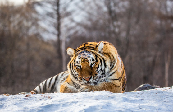 Siberian (Amur) tiger lying on a snow-covered hill. Portrait against the winter forest. China. Harbin. Mudanjiang province. Hengdaohezi park. Siberian Tiger Park. (Panthera tgris altaica)