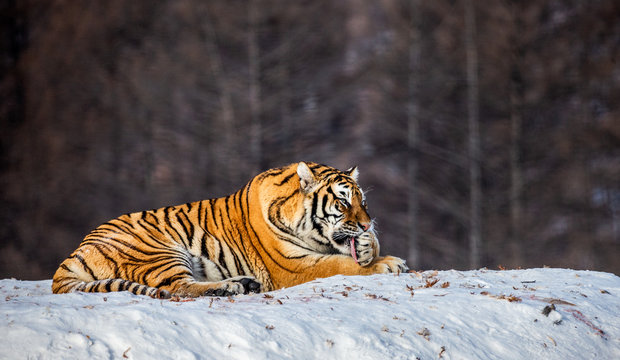 Siberian (Amur) tiger lying on a snow-covered hill. Portrait against the winter forest. China. Harbin. Mudanjiang province. Hengdaohezi park. Siberian Tiger Park. (Panthera tgris altaica)