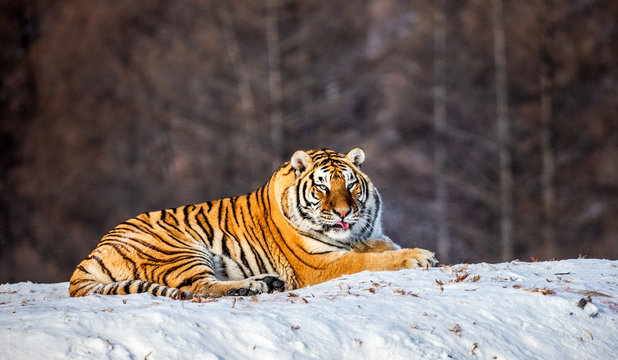 Siberian (Amur) tiger lying on a snow-covered hill. Portrait against the winter forest. China. Harbin. Mudanjiang province. Hengdaohezi park. Siberian Tiger Park. (Panthera tgris altaica)