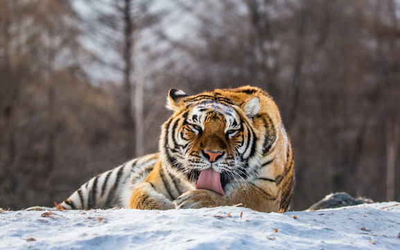 Siberian (Amur) tiger lying on a snow-covered hill. Portrait against the winter forest. China. Harbin. Mudanjiang province. Hengdaohezi park. Siberian Tiger Park. (Panthera tgris altaica)