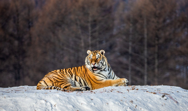 Siberian (Amur) tiger lying on a snow-covered hill. Portrait against the winter forest. China. Harbin. Mudanjiang province. Hengdaohezi park. Siberian Tiger Park. (Panthera tgris altaica)