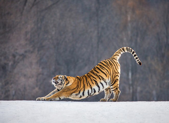 Fototapeta premium Tygrys syberyjski (Amur) rozciąga się stojąc na śnieżnej łące na tle zimowego lasu. Chiny. Harbin. Park Hengdaohezi. Park Tygrysów Syberyjskich. (Panthera tgris altaica)