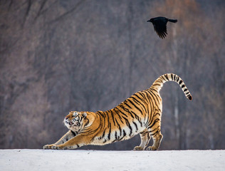 Fototapeta premium Tygrys syberyjski (Amur) rozciąga się stojąc na śnieżnej łące na tle zimowego lasu. Chiny. Harbin. Park Hengdaohezi. Park Tygrysów Syberyjskich. (Panthera tgris altaica)