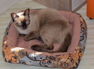 A cat resting on its bed