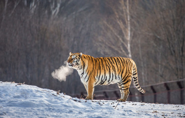 Fototapeta na wymiar Siberian tiger walks in a snowy glade in a cloud of steam in a hard frost. China. Harbin. Mudanjiang province. Hengdaohezi park. Siberian Tiger Park. Winter. (Panthera tgris altaica)