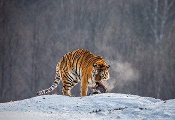 Fototapeta na wymiar Siberian (Amur) tiger on a snowy glade with prey. China. Harbin. Black and white. Mudanjiang province. Hengdaohezi park. Siberian Tiger Park. Winter. Hard frost. (Panthera tgris altaica)