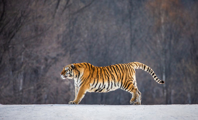 Obraz na płótnie Canvas Siberian tiger is standing on a snowy glade in a hard frost. China. Harbin. Mudanjiang province. Hengdaohezi park. Siberian Tiger Park. Winter. Hard frost. (Panthera tgris altaica)