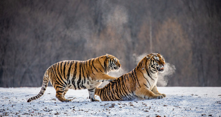 Fototapeta premium Dwa tygrysy syberyjskie bawią się ze sobą na śnieżnej polanie. Chiny. Harbin. Prowincja Mudanjiang. Park Hengdaohezi. Park Tygrysów Syberyjskich. Zimowy. Twardy mróz. (Panthera tgris altaica)