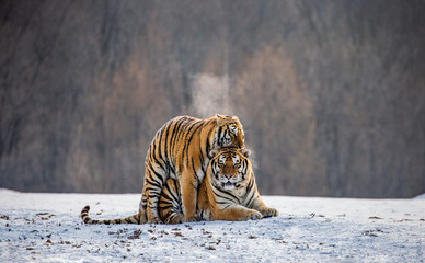 Fototapeta premium Syberyjskie tygrysy kochają się na śnieżnej polanie. Chiny. Harbin. Prowincja Mudanjiang. Park Hengdaohezi. Park Tygrysów Syberyjskich. Zimowy. Twardy mróz. (Panthera tgris altaica)