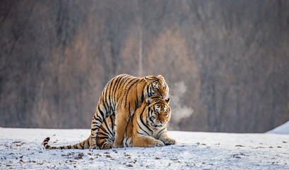 Siberian tigers make love in a snowy glade. China. Harbin. Mudanjiang province. Hengdaohezi park. Siberian Tiger Park. Winter. Hard frost. (Panthera tgris altaica)