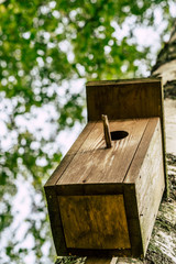 A Closeup of the Birdhouse on a Birch Tree on Early Sunny Spring Day