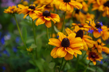 Field of yellow flowers of orange coneflower also called rudbeckia, perennial black-eyed susan. Latin name - Rudbeckia hirta.