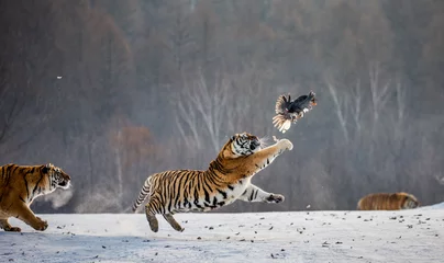 Papier Peint photo Tigre Siberian tigers in a snowy glade catch their prey. Very dynamic shot. China. Harbin. Mudanjiang province. Hengdaohezi park. Siberian Tiger Park. Winter. Hard frost. (Panthera tgris altaica)