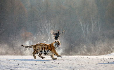 Obraz na płótnie Canvas Siberian tiger in a jump catches its prey. Very dynamic shot. China. Harbin. Mudanjiang province. Hengdaohezi park. Siberian Tiger Park. Winter. Hard frost. (Panthera tgris altaica)