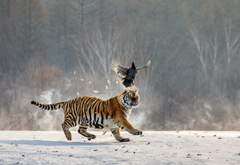 Obraz na płótnie Canvas Siberian Tiger in a snowy glade catch their prey. Very dynamic photo. China. Harbin. Mudanjiang province. Hengdaohezi park. Siberian Tiger Park. Winter. Hard frost. (Panthera tgris altaica)