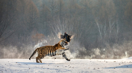 Fototapeta na wymiar Siberian Tiger in a snowy glade catch their prey. Very dynamic photo. China. Harbin. Mudanjiang province. Hengdaohezi park. Siberian Tiger Park. Winter. Hard frost. (Panthera tgris altaica)