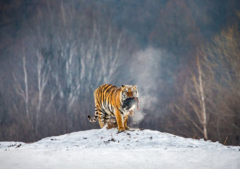 Obraz premium Tygrys syberyjski stoi na śnieżnej polanie z ofiarą. Chiny. Harbin. Prowincja Mudanjiang. Park Hengdaohezi. Park Tygrysów Syberyjskich. Zimowy. Twardy mróz. (Panthera tgris altaica)