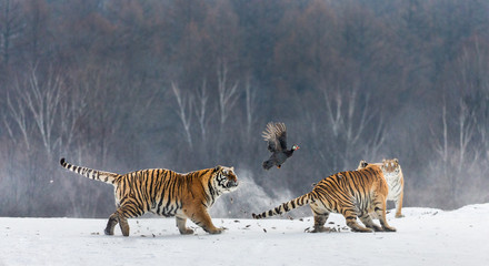 Obraz na płótnie Canvas Siberian tigers in a snowy glade catch their prey. Very dynamic shot. China. Harbin. Mudanjiang province. Hengdaohezi park. Siberian Tiger Park. Winter. Hard frost. (Panthera tgris altaica)