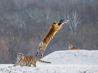 Papier Peint photo Lavable Tigre Siberian tiger in a jump catches its prey. Very dynamic shot. China. Harbin. Mudanjiang province. Hengdaohezi park. Siberian Tiger Park. Winter. Hard frost. (Panthera tgris altaica)