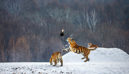 Siberian tiger in a jump catches its prey. Very dynamic shot. China. Harbin. Mudanjiang province....